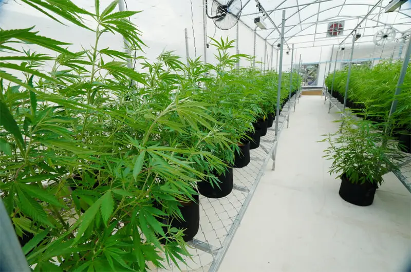 Good Agricultural Practice