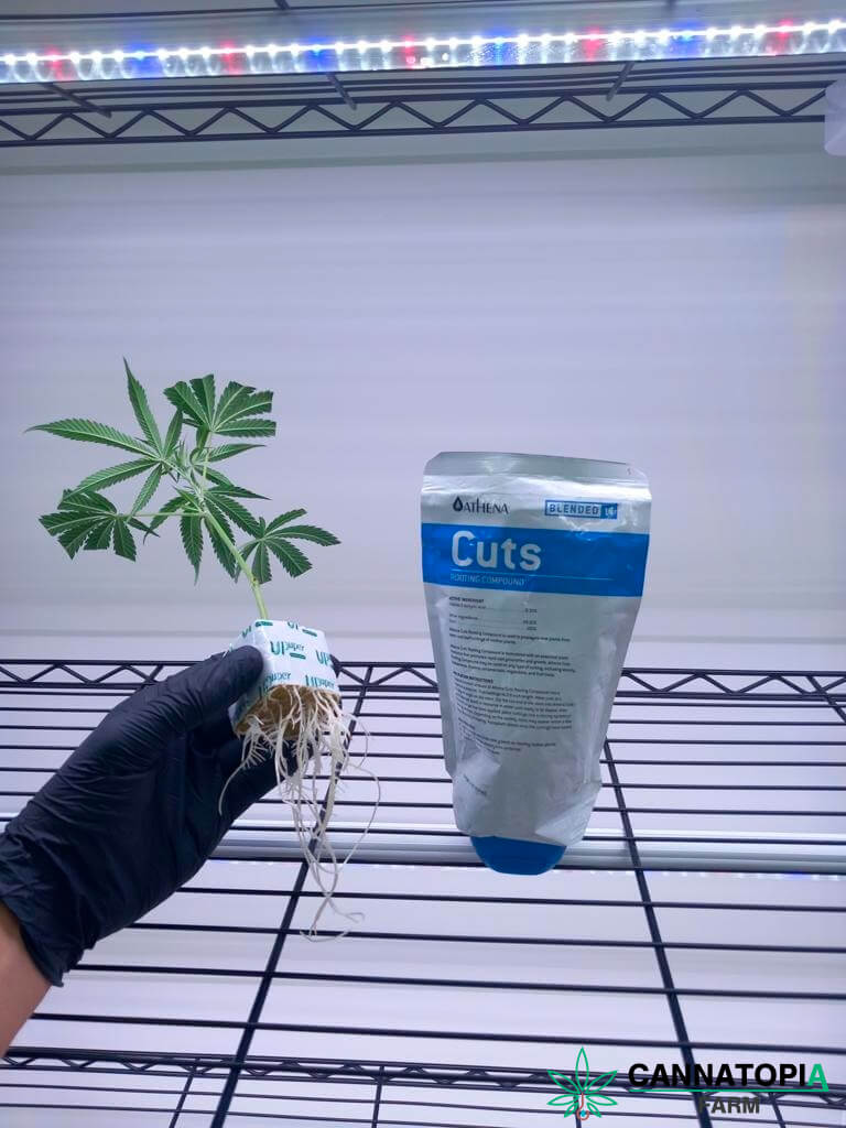 Unveiling the Secrets of Cannabis Clones: Cultivating Excellence at Cannatopia Farm